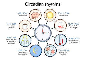 Circadian rhythm. Biological Clock.