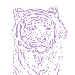 vector illustration of a tiger