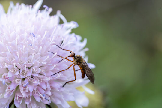 Empis stercorea fly on purple flower as macro imag