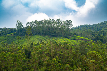 Fototapeta premium Tea plantation and forest, Munnar, South India, landscape with fields in Kerala, Nilgiri hills , agriculture of Camellia Sansis plant