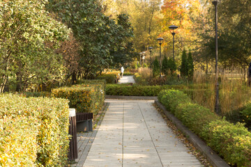 A hedge made of shiny dogwood. Autumn view. A sunny day.