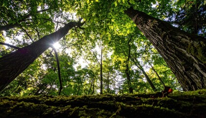 Naklejka premium Looking up in forest, light filtering through leaves. Mossy foreground logs
