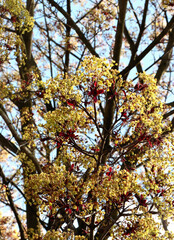 yellow small flowers of blossoming maple tree at spring