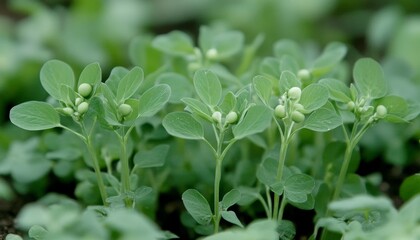 Obraz premium Close-up of young green pea plants in a garden bed, showing promise of a bountiful harvest