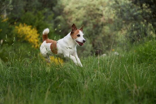 Jack Russell dog takes a long leap across a patch of green meadow. Trees and yellow bushes make a lush natural background.
