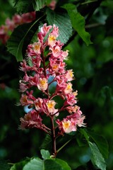 Aesculus Carnea - dog chestnut with pink flowers close up