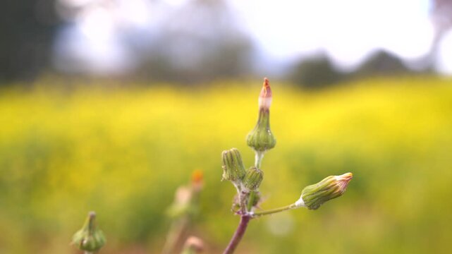 Sonchus Asper blossom flowers close up, with beautiful blurry nature background 4K