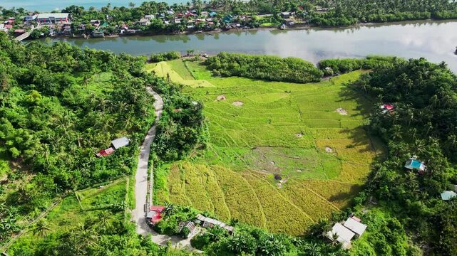 Aerial flyover shot of a lush, hillside barangay town with rice paddies and scenic river at tropical island Catanduanes - Batalay, Bato, Philippines