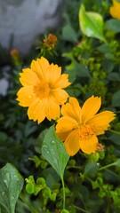 yellow flowers in the garden