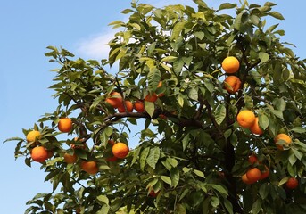 orange tree with fruits in a garden