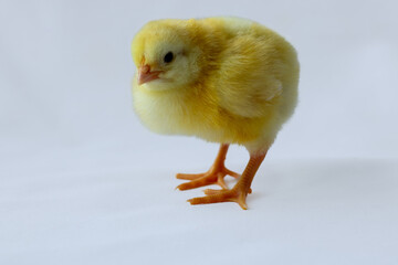 baby chicken on a white background