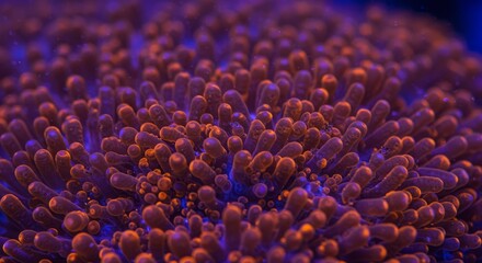 Close Up Photo of a Coral in Orange and Blue a Macro Photo