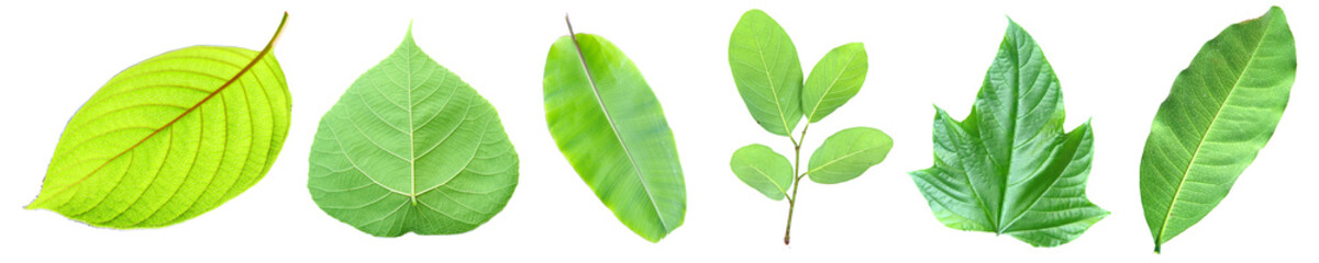 Vibrant Leaf Variety: A collection of various fresh, green leaves showcases diverse shapes, textures, and forms. Representing the exquisite beauty of nature and botanical variations.