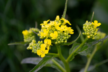 yellow flower in the garden. Flower. Yellow color. Flower large