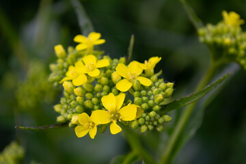 yellow flowers on a green background