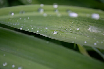 water drops on a leaf