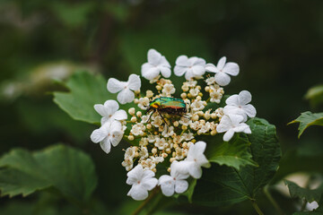 The beetle Cetonia aurata or Golden bronze sits on white viburnum flowers in May