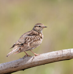 Woodlark, Lullula arborea. A bird sitting on a branch on a beautiful flat background