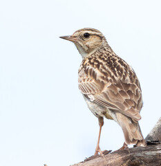 Woodlark, Lullula arborea. Close-up of a bird on a branch, white background, isolated