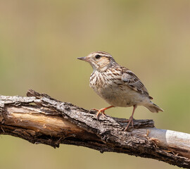 Woodlark, Lullula arborea. A bird sitting on a branch on a beautiful flat background