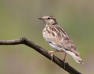 Woodlark, Lullula arborea. A bird sitting on a branch on a beautiful flat background
