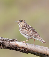 Woodlark, Lullula arborea. A bird sits on a branch and sings, calling