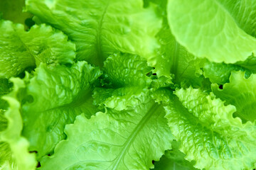 Close-up of fresh green lettuce leaves with crisp texture. Concept of organic food, natural freshness, and healthy eating