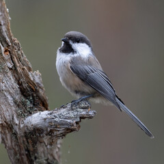 Siberian tit