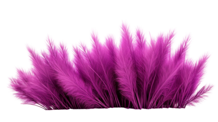 Vibrant Purple Grass with Fine Blades and Natural Texture Isolated on White Background