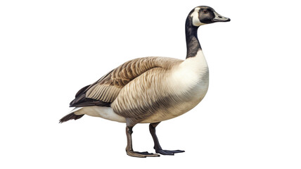 Majestic Canadian Goose Standing with Detailed Feather Patterns and Webbed Feet Isolated on White Background