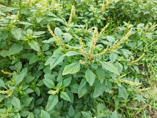 green planSpiny amaranth plant (Amaranthus spinosus) in outdoor garden	