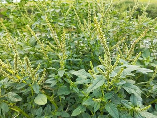 green tea leavesSpiny amaranth plant (Amaranthus spinosus) in outdoor garden	