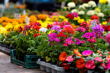 Flower sale in a flower shop on Varna street (Bulgaria)
