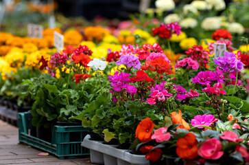 Flower sale in a flower shop on Varna street (Bulgaria)
