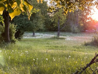 Sommer Wiese im Abendlicht