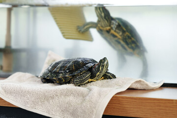 Turtle relaxes on towel while another swims in aquarium at home during daytime