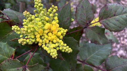 yellow flowers on a branch