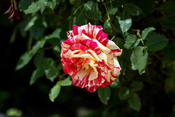 Bright two-colored flowers roses in the garden on a blurred background
