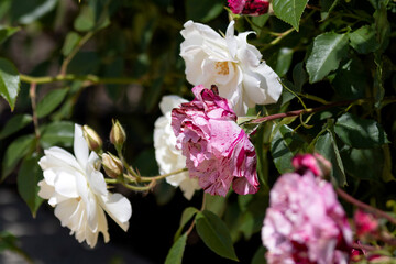 Obraz premium Bright two-colored flowers roses in the garden on a blurred background 
