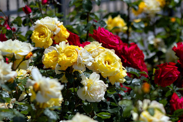 Delicate white and yellow rose flowers in the garden
