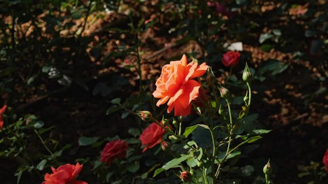 A vivid rose in full bloom brightly lit by morning sun, surrounded by shadows. Captured in Athens National Garden, Greece. Flower in center, no people present.