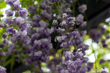 Obraz premium Wisteria flowers in the park on a blurred background 