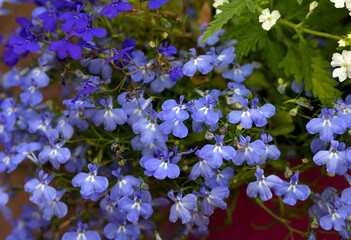 Blue and blue Lobelia flowers in the park
