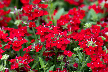 Fototapeta premium Bright red Verbena flowers on a blurred background 