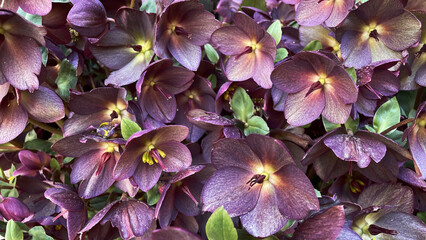 purple flowers in the garden