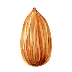 Watercolor illustration of whole and halved almonds. Hand-painted brown almond nuts on white background.