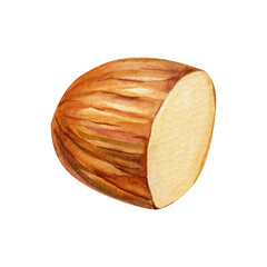 Watercolor illustration halved almonds. Hand-painted brown almond nuts on white background.