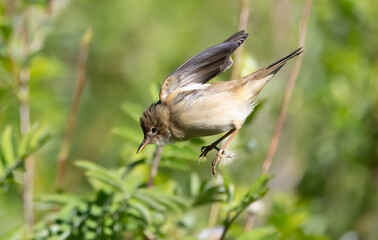 Obraz premium Marsh Warbler