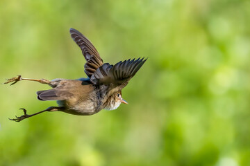 Marsh Warbler