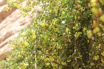 Little green berries against the hills of Pingshan Hu Grand Canyon in summer, Zhangye City, Gansu Province in China